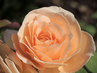 Apricot rose