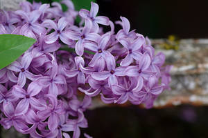 The lilac at the fence