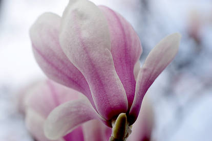 Magnolia