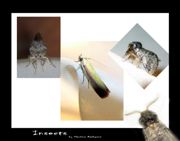 All Insects List Deviantart Insects by riviera2008 on DeviantArt