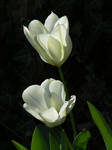 white tulips by riviera2008