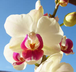 whiteand pink  orchid