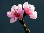 Two peach blossoms