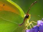 green butterfly by riviera2008