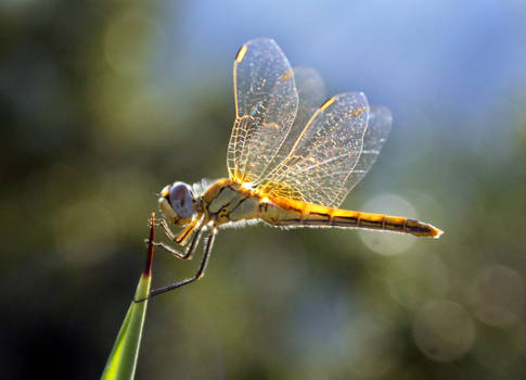 Golden Dragonfly