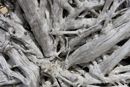 Driftwood