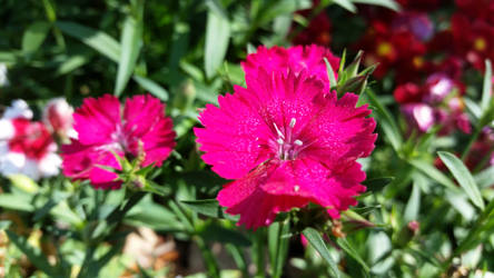 Pink Flowers