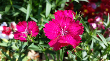 Pink Flowers