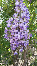 Grape Flowers