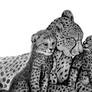 Cheetahs!