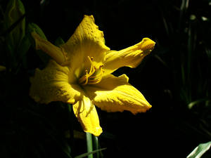 Yellow Lily the Second