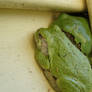 tree frogs in love