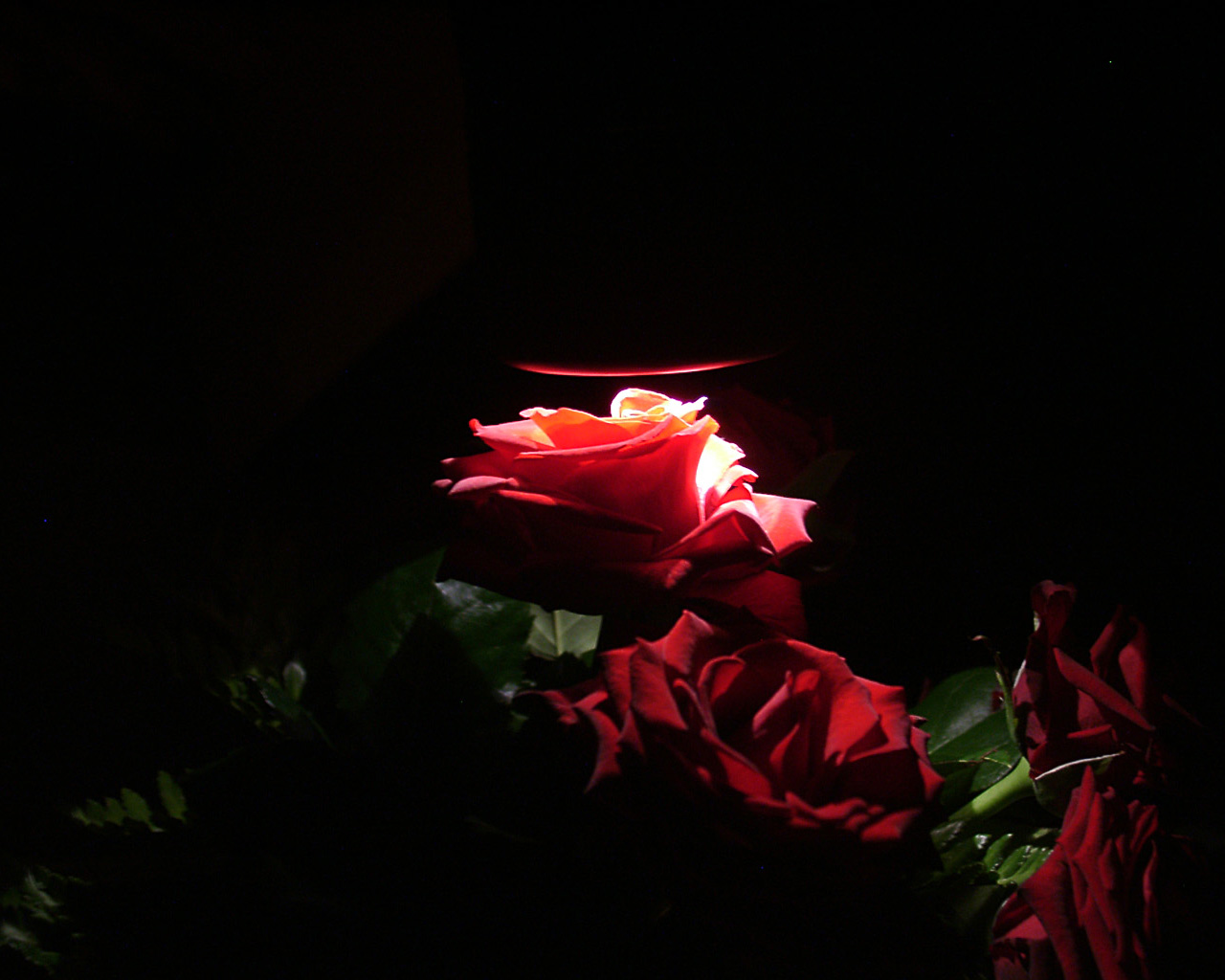 Bunch of 'glowing' roses