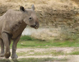 Baluchitherium