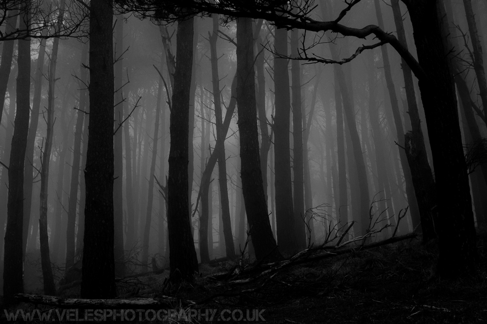 Haunted Woods IV