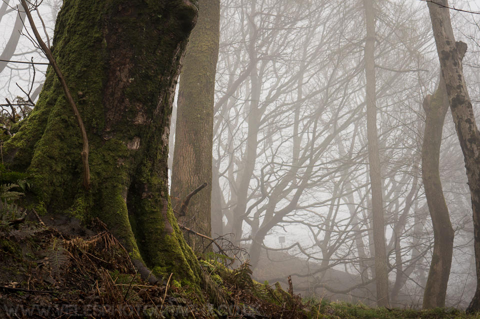 April Mist April Mist IV by VelesPhotos on DeviantArt