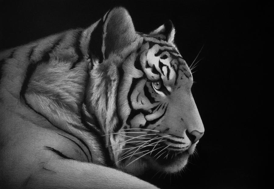 2010 'Tiger'' - pencil on paper