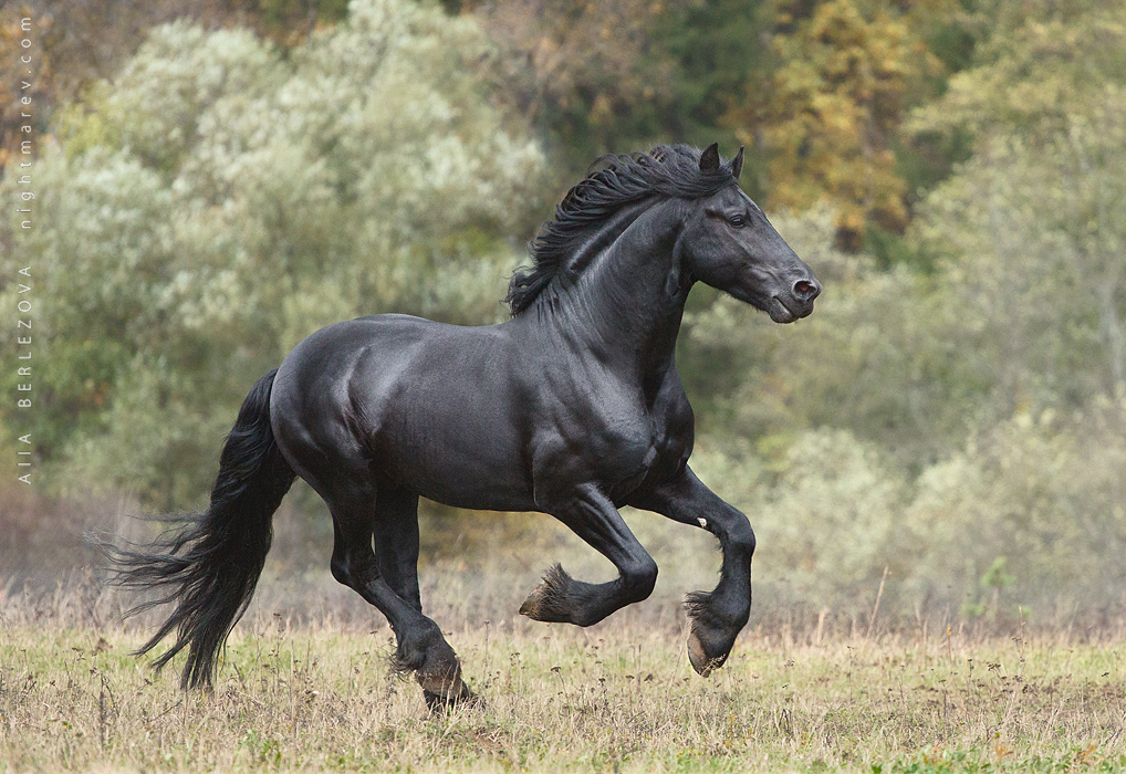 Сонник черная лошадь. Фризская лошадь галоп. Фризская лошадь Пинто. Вороной Мустанг иноходец. Вороная Фризская лошадь.