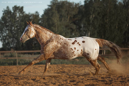 UT Spurs For Olena