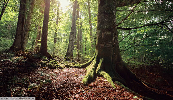 Bavarian forest