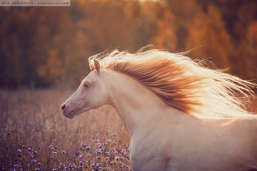 . by Nightmare-v . by Nightmare-v
