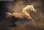 *** by Alla-equi *** by Alla-equi