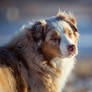 Australian Shepherd