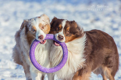 Australian Shepherd dogs