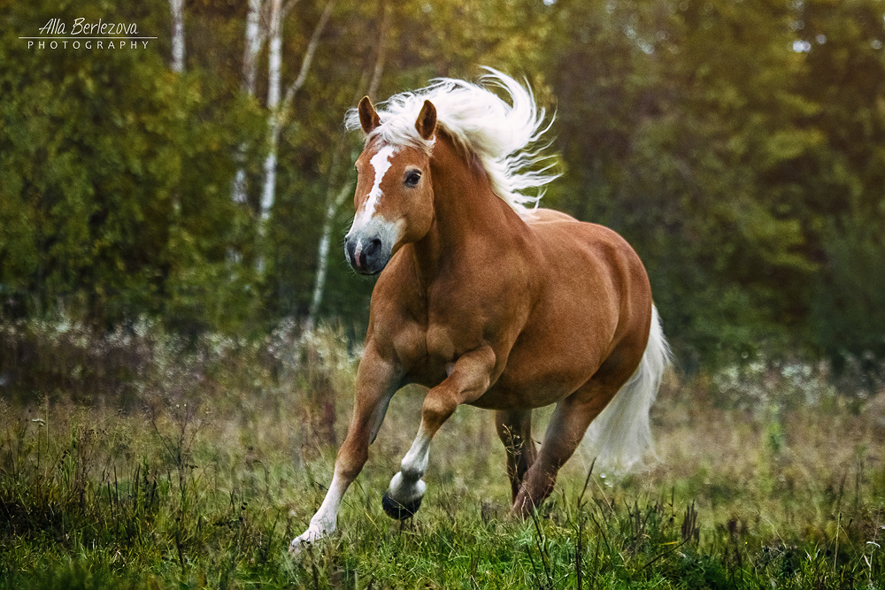 Flocke the Haflinger