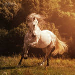 Andalusian stallion Bucefalo XXXII by Alla-equi