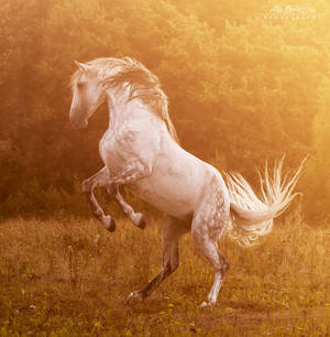 Andalusian stallion Bucefalo XXXII by Nightmare-v Andalusian stallion Bucefalo XXXII by Nightmare-v