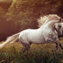 Andalusian stallion Bucefalo XXXII