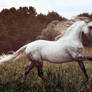 Andalusian stallion Bucefalo XXXII