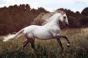 Andalusian stallion Bucefalo XXXII