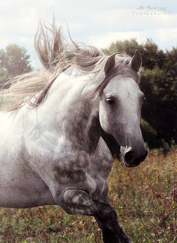 Andalusian stallion Bucefalo XXXII