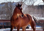 *** by Alla-equi *** by Alla-equi