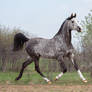 Persepolis, Arabian horse