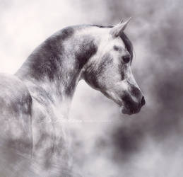 Persepolis, Arabian horse