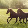 Andalusian horses