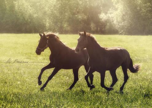 Andalusian horses