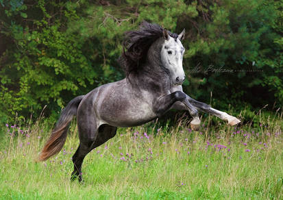 Andalusian horse