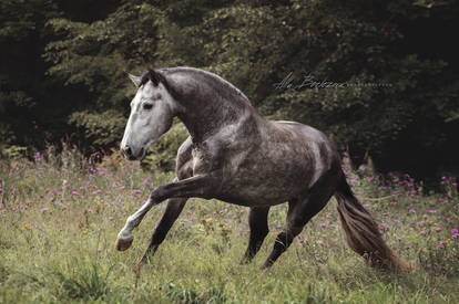 Andalusian stallion