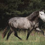 Andalusian stallion