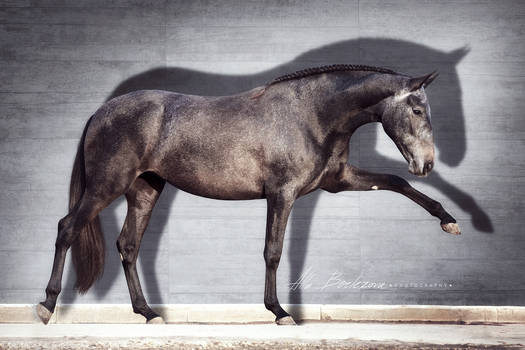 Andalusian horse