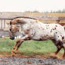 Appaloosa