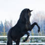 Andalusian horse