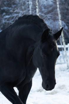 Andalusian horse