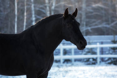 Andalusian horse