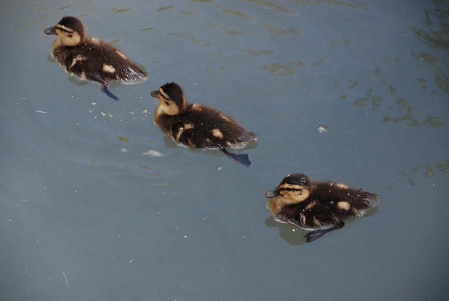 Baby Ducks