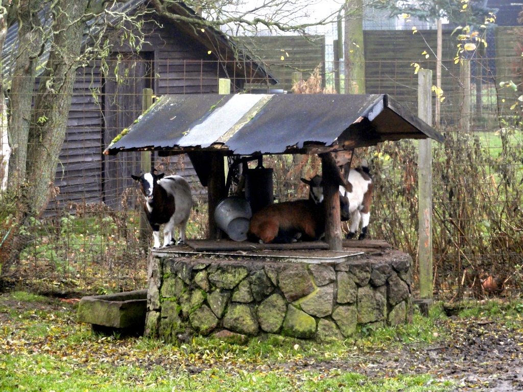 Der Ziegenbrunnen